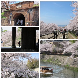 2013年　京都桜.jpg